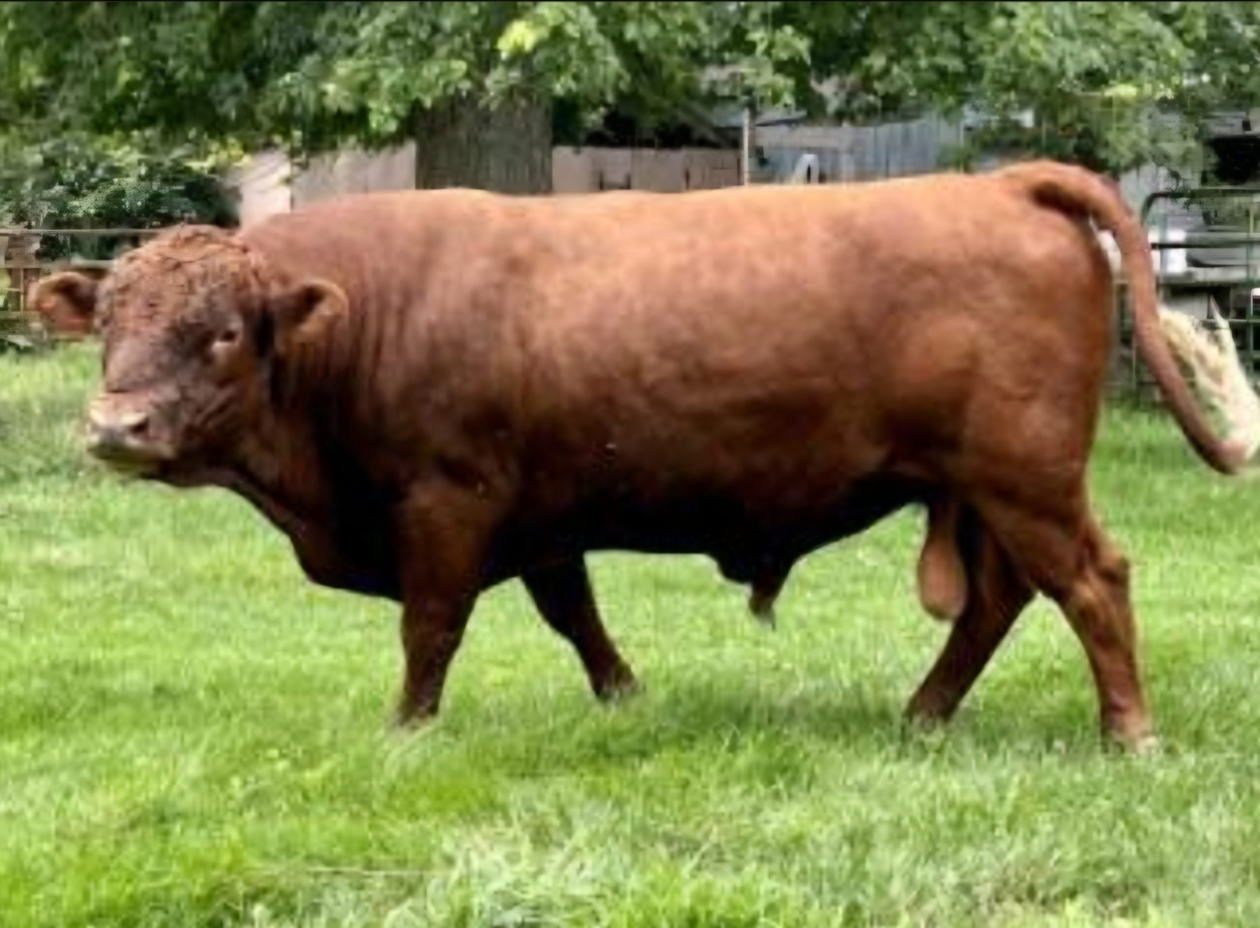 Conness's Donovan 6
