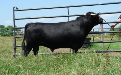 Dexter Semen For Sale: SB10-4143