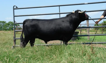 Dexter Semen For Sale:  SB10-4143