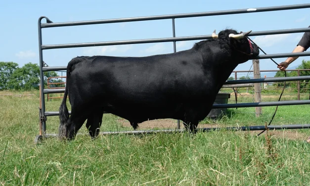 Dexter Semen For Sale:  SB10-4143
