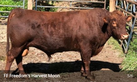 Dexter Semen For Sale:  SB10-4138