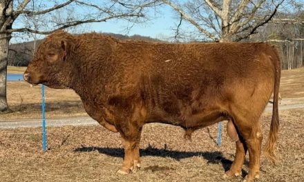 Dexter Semen For Sale SB10-4155