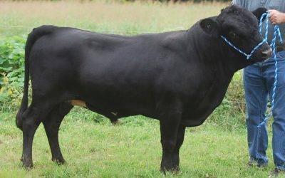 Dexter Semen For Sale: SB10-4151