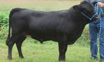 Dexter Semen For Sale:  SB10-4151