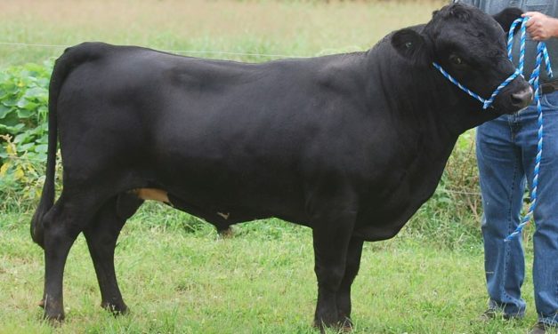 Dexter Semen For Sale:  SB10-4151