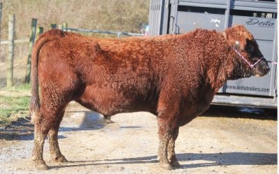 Dexter Semen For Sale: SB10-4150