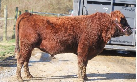 Dexter Semen For Sale:  SB10-4150