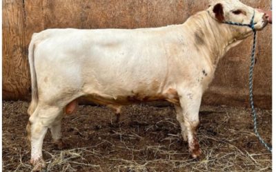 Dexter Semen For Sale: SB10-4149