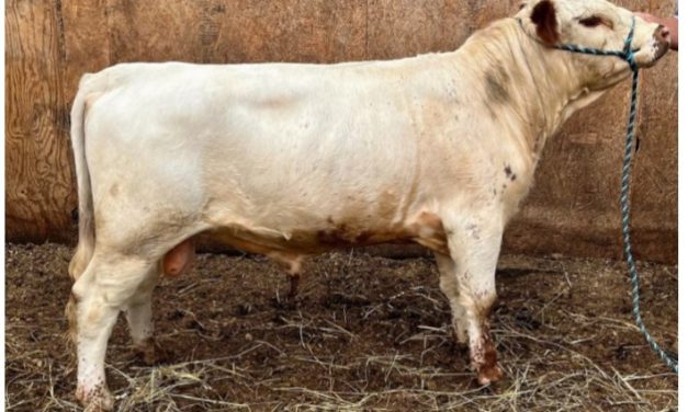 Dexter Semen For Sale:  SB10-4149