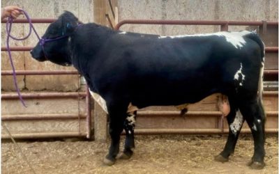 Dexter Semen For Sale: SB10-4137
