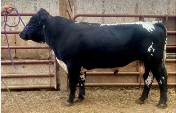 Dexter Semen For Sale:  SB10-4137