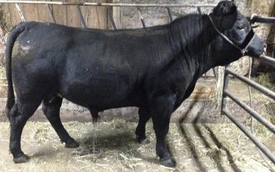Dexter Semen For Sale: DB10-4153