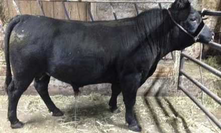 Dexter Semen For Sale:  DB10-4153