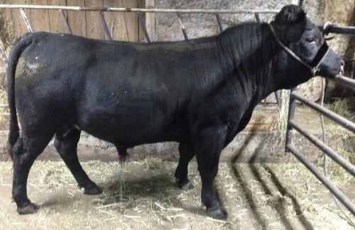 Dexter Semen For Sale:  DB10-4153