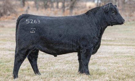 Angus Embryos For Sale:  SB10-4135