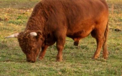 Dexter Semen For Sale: SB10-4158