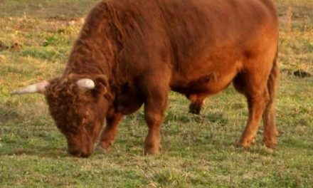 Dexter Semen For Sale:  SB10-4158