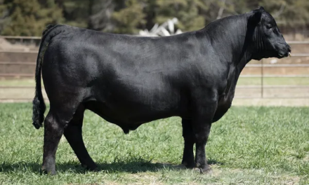 Angus Semen For Sale:  SB10-4134