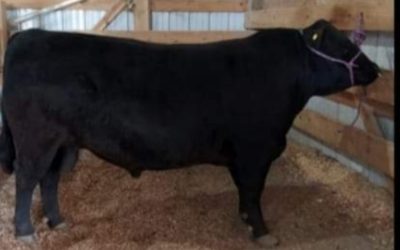 Dexter Semen For Sale: SB10-4160