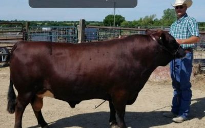 Dexter Semen For Sale: SB10-4140
