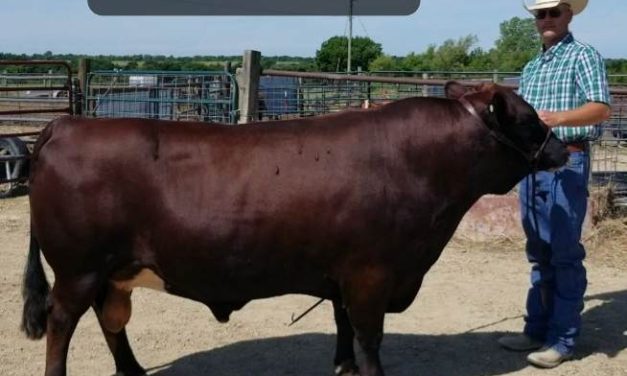 Dexter Semen For Sale:  SB10-4140