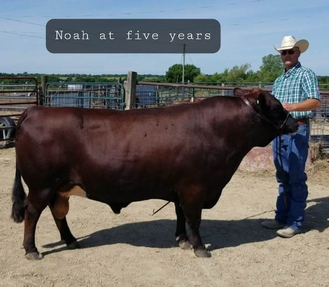 LA Petit Noah