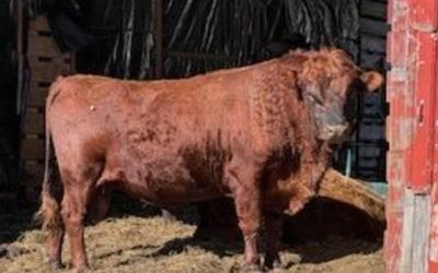 Dexter Semen For Sale: SB10-4146