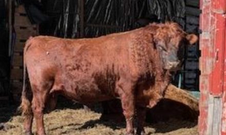 Dexter Semen For Sale:  SB10-4146