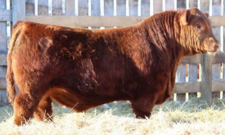 Red Angus Semen Wanted:  SB10-4118