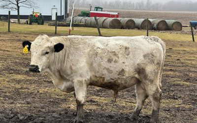 Dexter Semen For Sale: SB10-4141