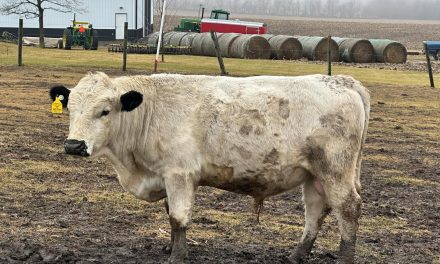 Dexter Semen For Sale:  SB10-4141
