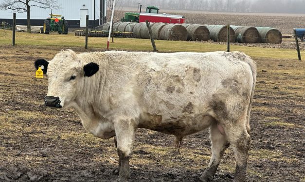 Dexter Semen For Sale:  SB10-4141
