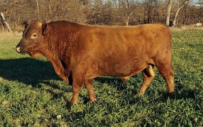 Dexter Semen For Sale: SB10-4159