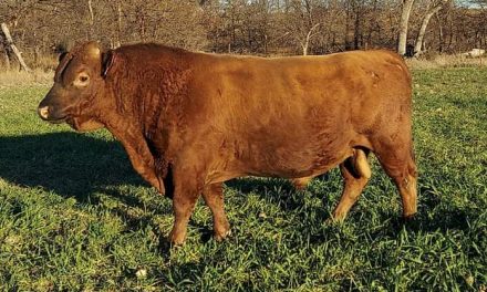 Dexter Semen For Sale:  SB10-4159