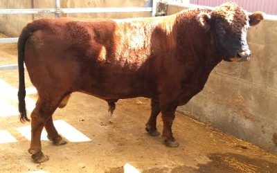Dexter Semen For Sale: SB10-4157