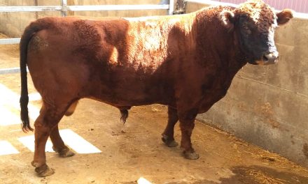 Dexter Semen For Sale:  SB10-4157