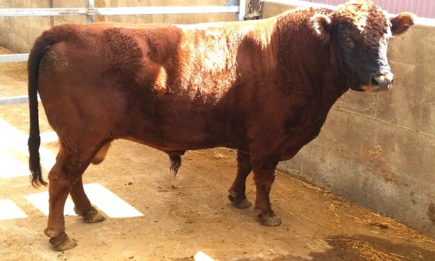 Dexter Semen For Sale:  SB10-4157