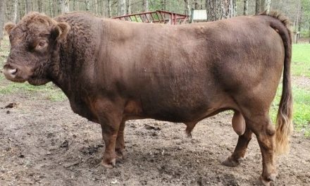 Dexter Semen For Sale:  SB10-4156