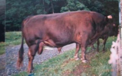 Dexter Semen For Sale: SB10-4142