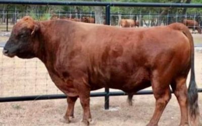 Dexter Semen For Sale: SB10-4147