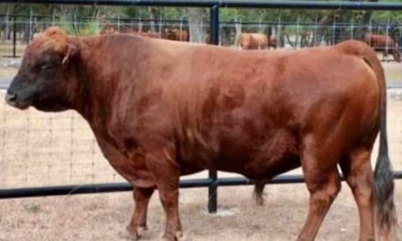 Dexter Semen For Sale:  SB10-4147