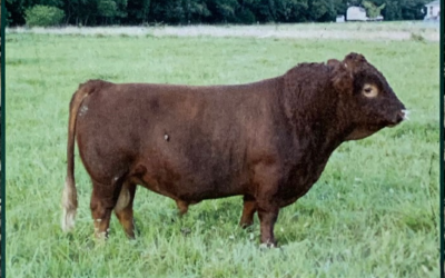 Dexter Semen For Sale: SB10-4145