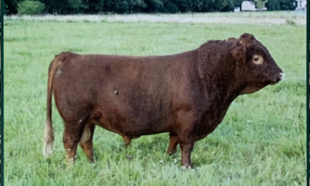 Dexter Semen For Sale:  SB10-4145
