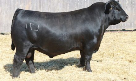 Angus Semen For Sale:  SB10-4216