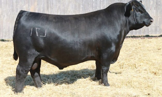Angus Semen For Sale:  SB10-4216