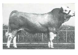 Simmental Semen For Sale:  SB10-4218