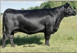 Angus Embryos For Sale:  SB10-4207