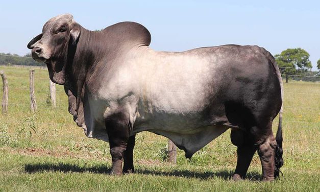 Brahman Semen For Sale:  SB10-4204
