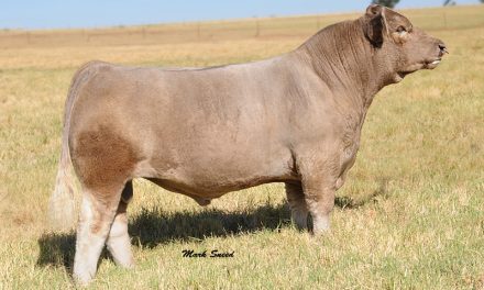 Club Calf Semen For Sale:  SB10-4188