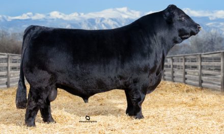 Limousin Semen For Sale:  SB10-4201